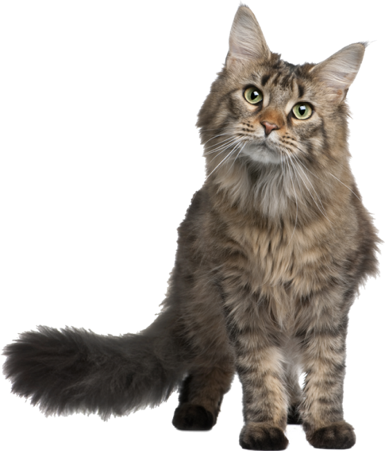 Eine Katze sitzt auf dem Boden